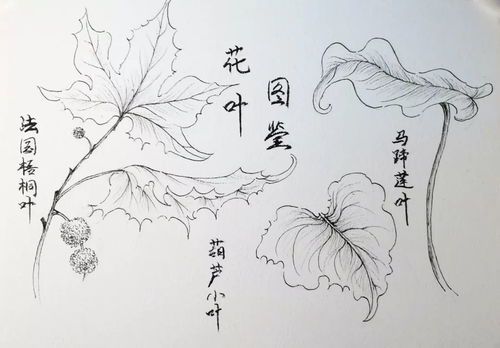 绘画艺术中的高难度技法与经典作品解析
