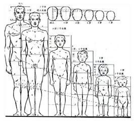 人体绘画基础:掌握标准比例的关键要点