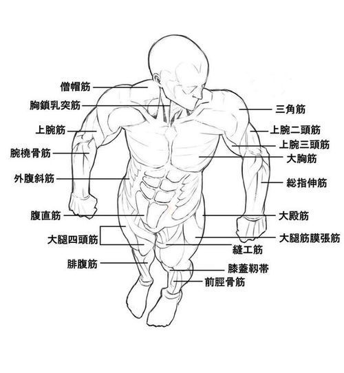 男性动态绘画姿势参考指南