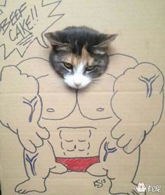 《手把手教你绘制猫武士中的情侣猫角色》