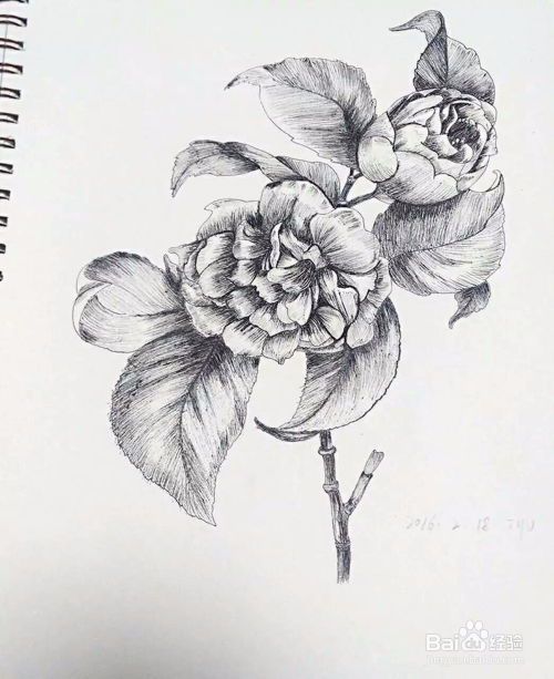 从零开始学绘画:新手入门指南**